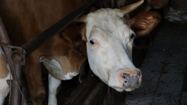 Trabzon'da 86 mahalleye karantina! Yayla göçüne şap engel oldu