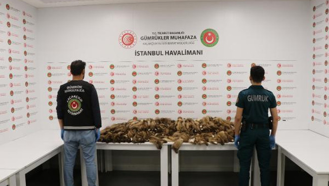 İstanbul Havalimanında yüzlerce samur postu yakalandı. Piyasa değeri 1 milyon liradan fazla