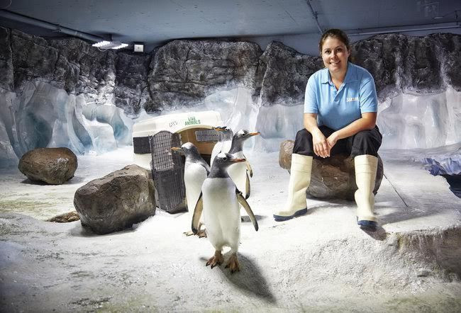 Penguenlerin ekran yolculuğu başlıyor