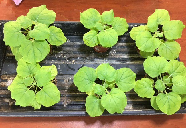 Aşının koruyuculuğunu iki kat arttırıyor: 'Kokteyl aşı' insan deneylerine hazır