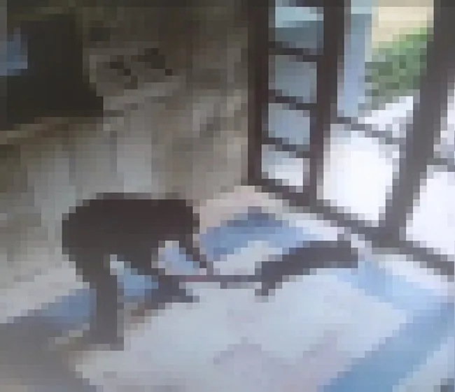 Başakşehir'de insanlık dışı olay! Kediyi yerden yere vurarak öldürdü. Tutuklandı