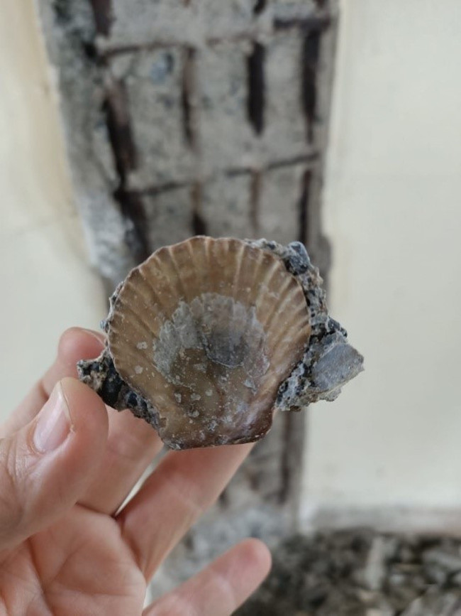 Kız Kulesi'nin restorasyon çalışmalarında sona doğru: Restorasyondan önce duvarlardan midye kabuğu çıktı - Resim : 3