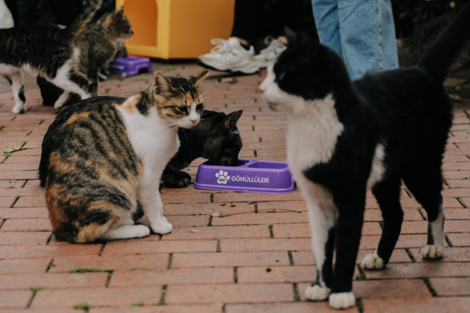 Masumiyet'in İrem'inden Dünya Hayvanları Koruma Günü'nde örnek davranış - Resim : 2