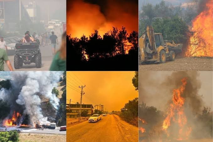 Ormanlar neden bu kadar önemli? - Resim : 2