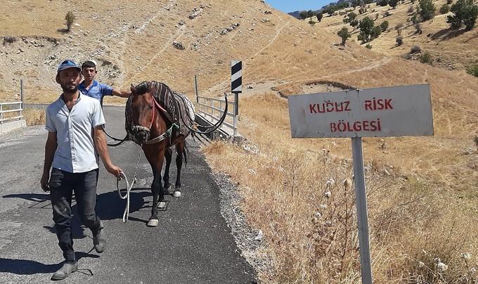 Sahibini ısıran at kuduz çıktı. Suya götürürken bir anda ısırmıştı: Bütün köy karantina altına alındı