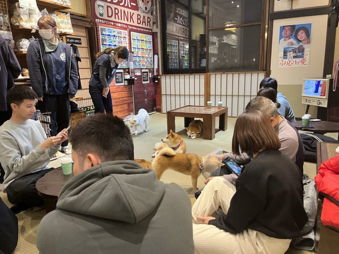 Yavru köpekli kafeler yeni trend oldu: Hafta sonu gençlerin akınına uğruyor - Resim : 2