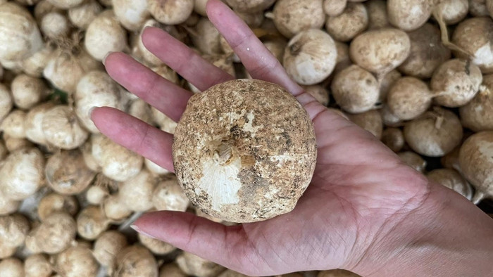 Tunceli'deki bu sarımsağı toplayan yandı!