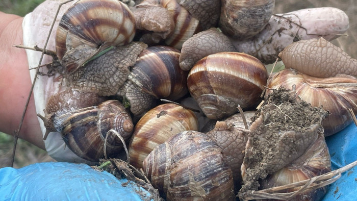 Kadınlar Bu İşten Günlük 2 Bin TL Kazanıyor