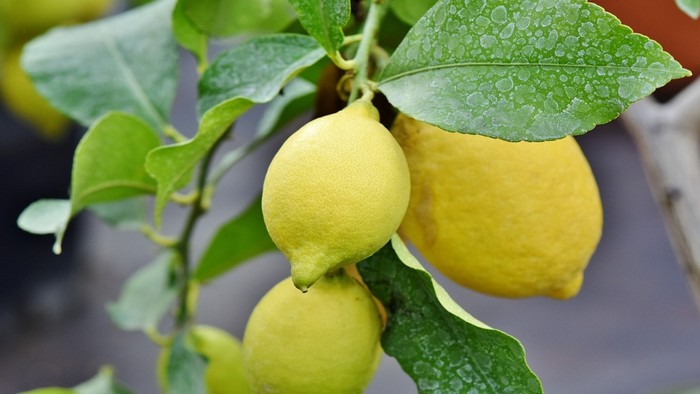 Saksıda Limon Yetiştirmenin En Kolay Yolu