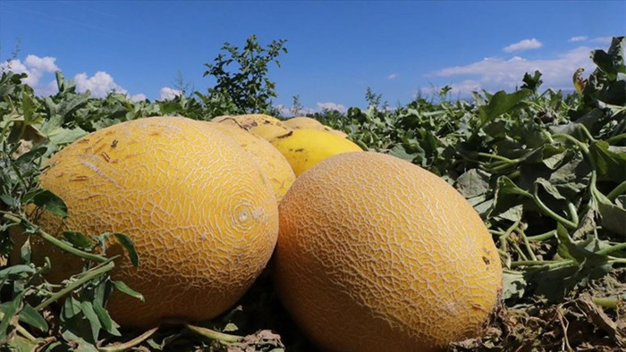 Lezzetli kavun seçmenin yolu!