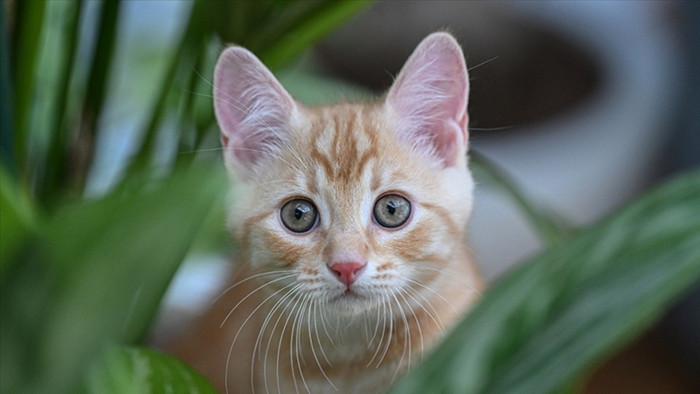 Kedilerin Daha Sağlıklı Olmasını Sağlayan 5 Öneri: