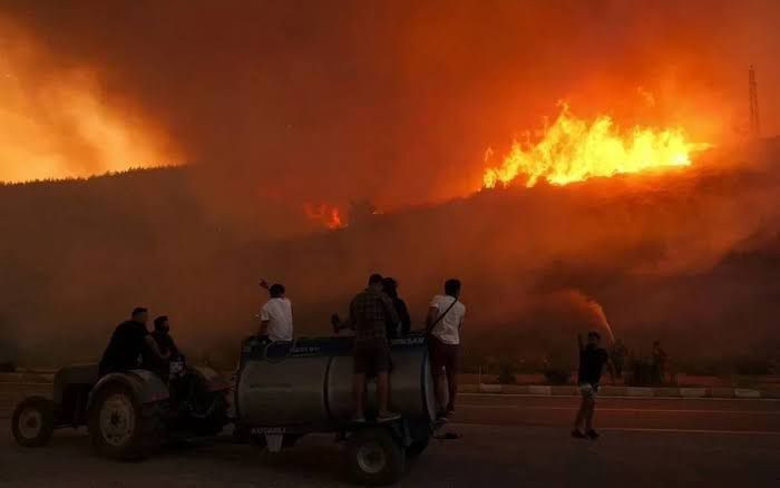 Ormanlar neden bu kadar önemli?