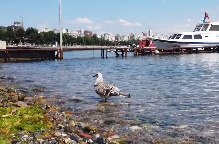Aydilge hayvan severlerin takdirini topladı - Resim : 4