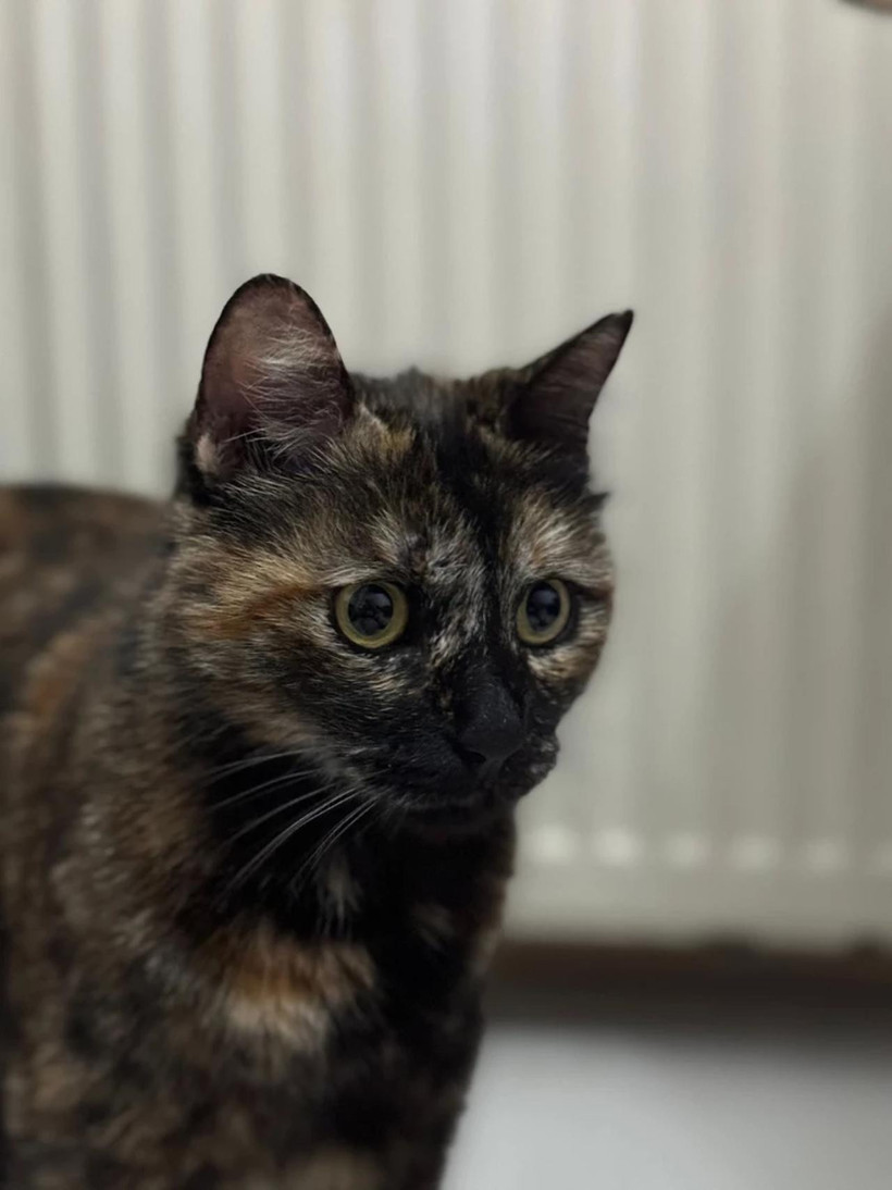 Tadilat için geldiği sitede "Cezve"yi katletmişti! Bakan duyurdu: O cani yakalandı