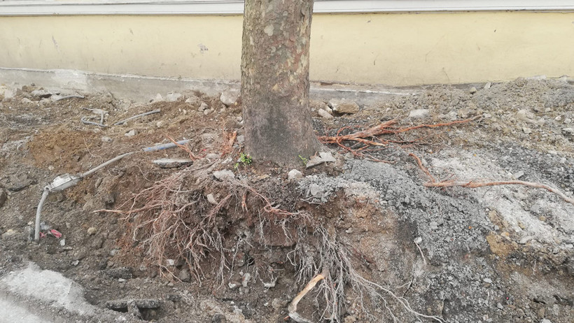 İstanbul çınarları hakkında çarpıcı rapor. Orman Mühendisleri Odası raporunu tamamladı: İBB kurumamış çınar ağaçlarını kurutmaya yönelik çalışma yapıyor - Resim : 3