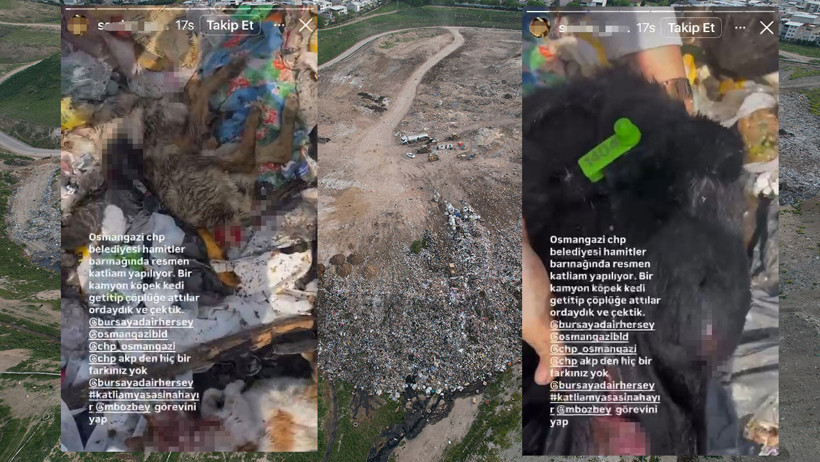 Yine Köpek Katliamı... Yine Dehşete Düşüren Görüntüler. Bu Kez Adres Osmangazi Belediyesi