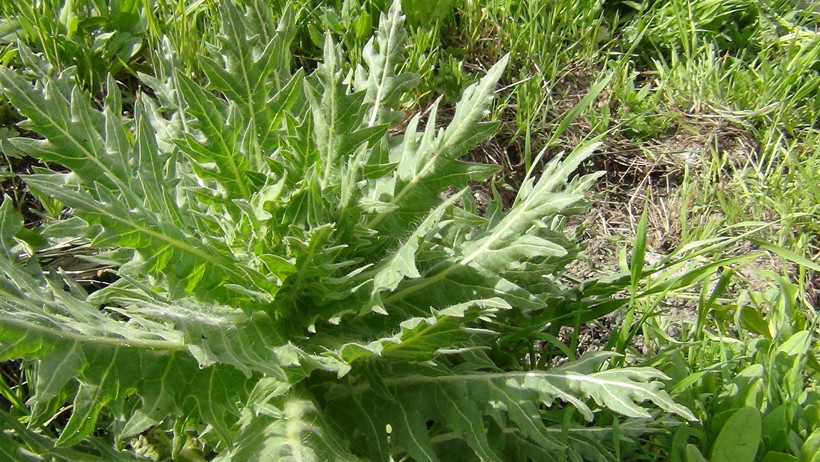 Şifalı diye biliniyordu tehlikesi ortaya çıktı: Uzmanlardan çarpıcı açıklama geldi