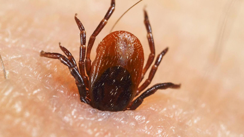 Kulağınızın arkasında kene olabilir! Kenelerin vücuda en çok yapıştığı bölge belli oldu