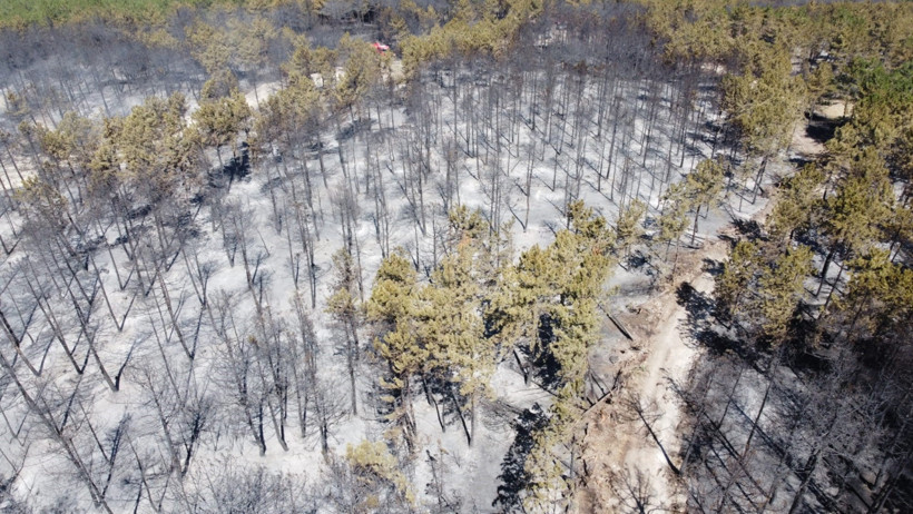 Bolu’daki orman yangını tamamen kontrol altına alındı: 2 şüpheli gözaltında