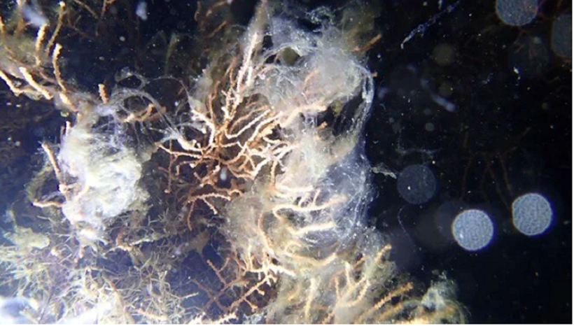 Marmara Denizi'nde müsilaj tehlikesi: Yüzeye yaklaşıyor