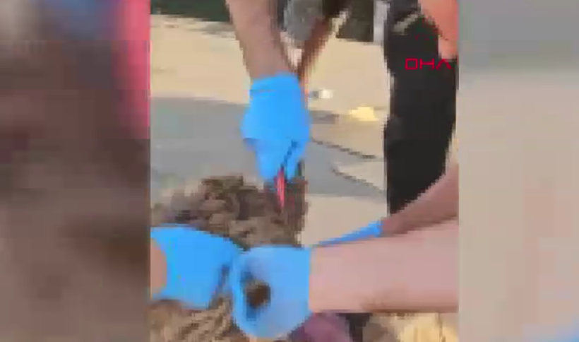 Bunu da yaptılar! Ölü koyunun karnında...