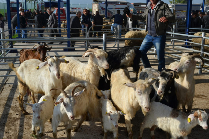 Kurban Bayramı öncesi tedirgin eden gelişme! Tüm hayvan hareketleri durduruldu. 15 mahallede şap karantinası