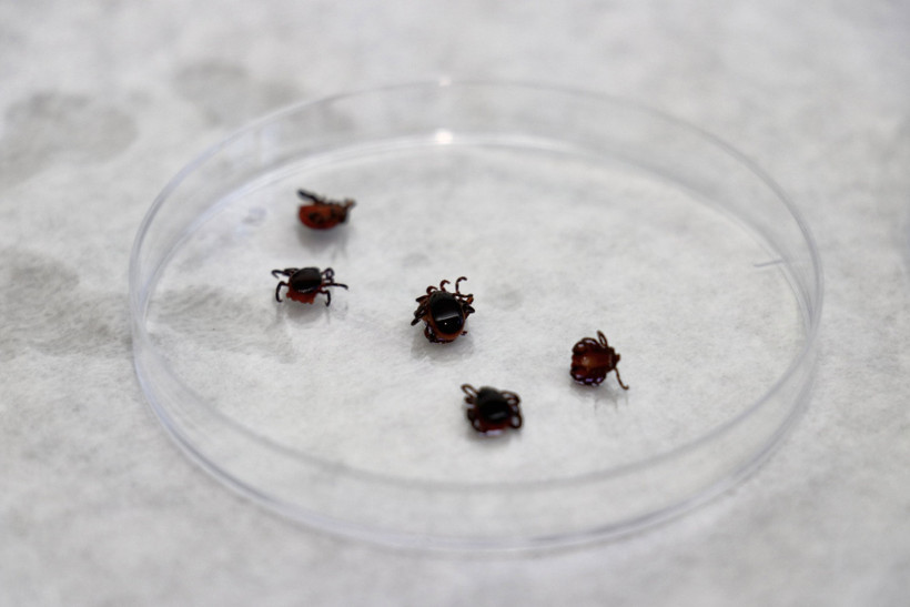 Türkiye'de kene kaynaklı hastalıkların risk haritası oluşturuluyor - Resim : 3