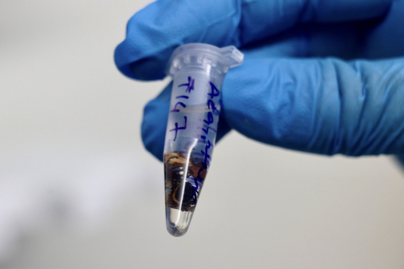 Türkiye'de kene kaynaklı hastalıkların risk haritası oluşturuluyor - Resim : 2