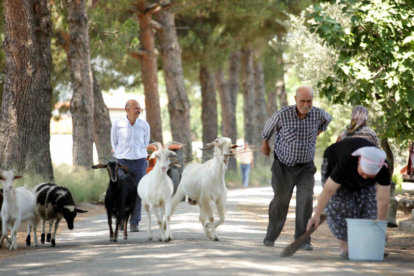 Kalk Gidelim setinde hayvanlardan muhteşem oyunculuk performansı - Resim : 3