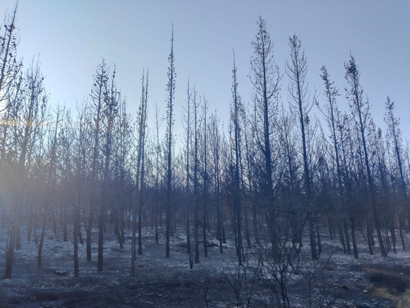 İzmir'in ciğerleri iki gündür yanıyor! 175 ev boşaltıldı, 550 kişi tahliye edildi