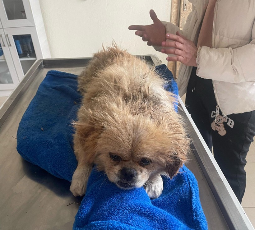 Köpek dehşeti yaşadı! Çöp konteynerinde ayakları iple bağlanmış halde bulundu