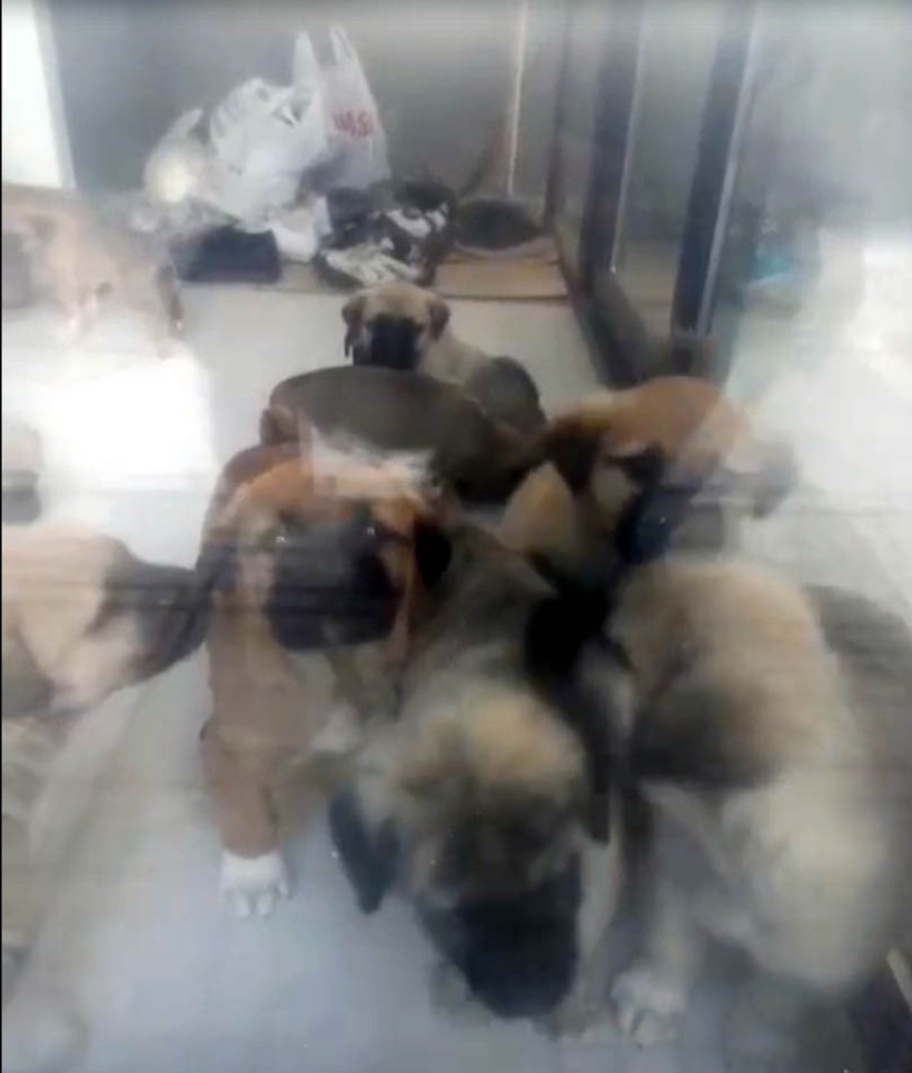 Sahiplendiği 26 köpeği katleden doktorun ifadesi ortaya çıktı