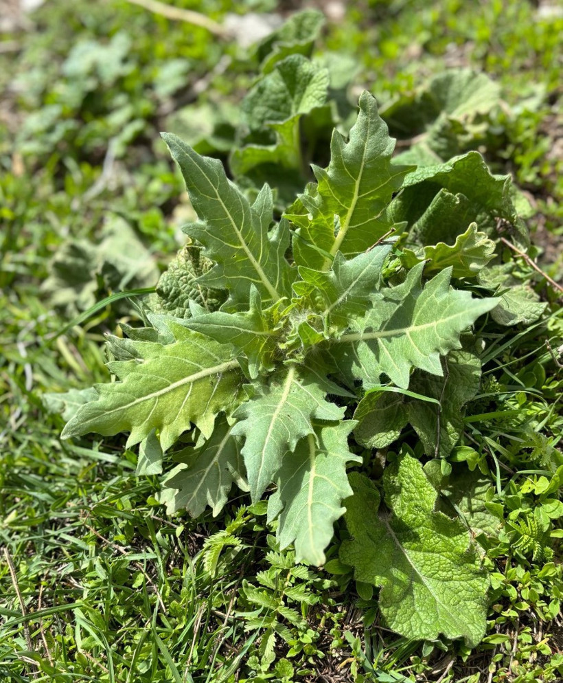 'Güzelavrat' otu kabusu! Çok sayıda çocuk zehirlendi. İşte o otun fotoğrafı...